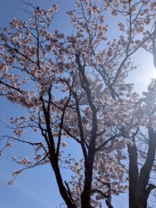 ゴミ拾いボランティア🌸🌸